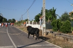 Santa Bárbara vibra con el \'bou en corda\'