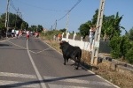 Santa Bárbara vibra con el \'bou en corda\'