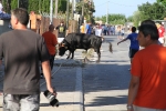 Santa Bárbara vibra con el \'bou en corda\'