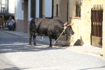 Santa Bárbara vibra con el \'bou en corda\'