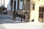 Santa Bárbara vibra con el \'bou en corda\'