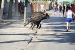 Santa Bárbara vibra con el \'bou en corda\'