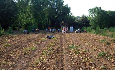La Cooperativa de Viver inicia la recoleccin de la patata fruto del proyecto Hostalejo