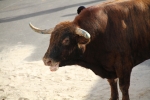 Las fiestas del Carmen arrancan con un toro cerril