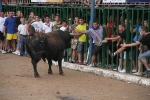 El primer encierro de Les Penyes en festes deja cinco heridos