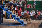 Jaume Doménech logra 94 puntos en el primer día del concurso de ganadería de Les Penyes en Festes