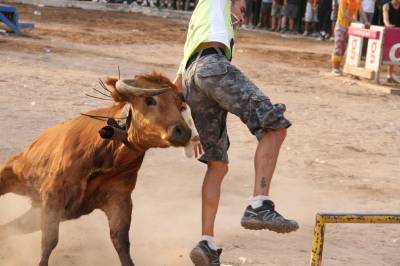 Las vacas pillan a un joven dos veces en dos horas