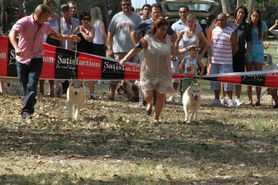 El I Concurso Canino de  Burriana congrega a multitud de animales.