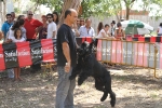 Concurso Canino Burriana