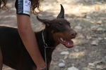 Concurso Canino Burriana