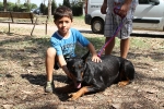 Concurso Canino Burriana