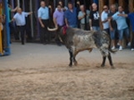 Exhiben un toro de Madroñiz para abrir las fiestas