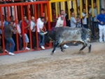 Exhiben un toro de Madroñiz para abrir las fiestas