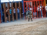 Exhiben un toro de Madroñiz para abrir las fiestas
