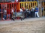 Exhiben un toro de Madroñiz para abrir las fiestas