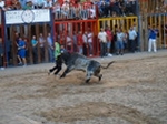 Exhiben un toro de Madroñiz para abrir las fiestas
