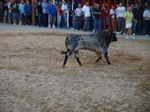 Exhiben un toro de Madroñiz para abrir las fiestas