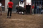 Los toros cerriles cierran las fiestas de Moncofa