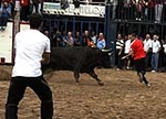 Los toros cerriles cierran las fiestas de Moncofa