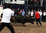 Los toros cerriles cierran las fiestas de Moncofa
