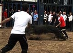 Los toros cerriles cierran las fiestas de Moncofa
