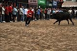 Los toros cerriles cierran las fiestas de Moncofa