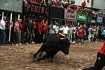 Los toros cerriles cierran las fiestas de Moncofa