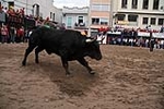Los toros cerriles cierran las fiestas de Moncofa