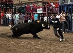 Los toros cerriles cierran las fiestas de Moncofa