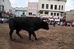 Los toros cerriles cierran las fiestas de Moncofa