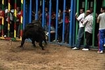 Los toros cerriles cierran las fiestas de Moncofa