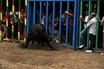 Los toros cerriles cierran las fiestas de Moncofa