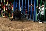 Los toros cerriles cierran las fiestas de Moncofa