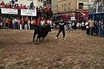 Los toros cerriles cierran las fiestas de Moncofa