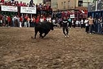 Los toros cerriles cierran las fiestas de Moncofa