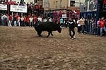 Los toros cerriles cierran las fiestas de Moncofa
