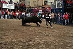 Los toros cerriles cierran las fiestas de Moncofa