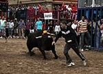 Los toros cerriles cierran las fiestas de Moncofa
