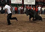 Los toros cerriles cierran las fiestas de Moncofa