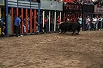Los toros cerriles cierran las fiestas de Moncofa