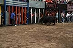 Los toros cerriles cierran las fiestas de Moncofa