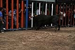 Los toros cerriles cierran las fiestas de Moncofa