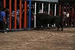 Los toros cerriles cierran las fiestas de Moncofa