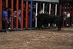 Los toros cerriles cierran las fiestas de Moncofa