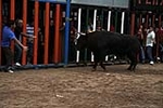 Los toros cerriles cierran las fiestas de Moncofa