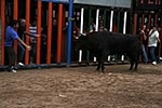 Los toros cerriles cierran las fiestas de Moncofa
