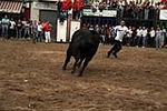 Los toros cerriles cierran las fiestas de Moncofa