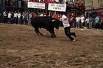 Los toros cerriles cierran las fiestas de Moncofa