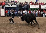 Los toros cerriles cierran las fiestas de Moncofa
