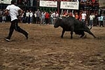 Los toros cerriles cierran las fiestas de Moncofa